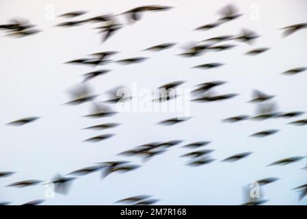 Pan; Motion; verwacklungsfreie Sicht auf Vogelschwärme bei Sonnenaufgang, Monte Vista National Wildlife Refuge, San Luis Valley; Colorado, USA Stockfoto