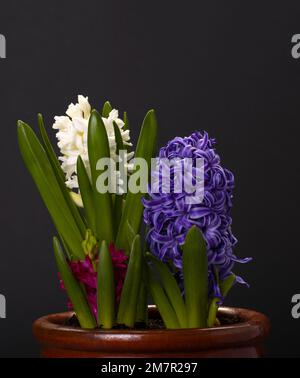 3 Hyazinthen in Topfrot Weiß Blau Stockfoto