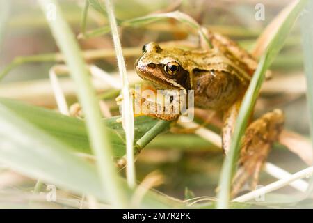 Makrobild eines gemeinen Frosches, der durch das Gras in Shapwick Heath, Avalon Marshes, Somerset hüpft Stockfoto