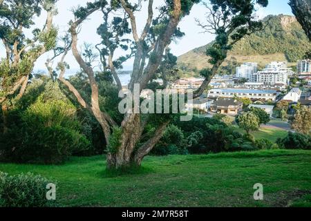 Blick auf den Mount Maunganui und die Stadt, eingerahmt von verdrehten Ästen von Pohutukawa auf dem Mount Drury, Tauranga Neuseeland. Stockfoto