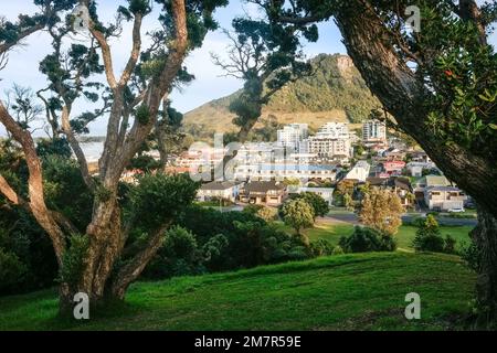 Blick auf den Mount Maunganui und die Stadt, eingerahmt von verdrehten Ästen von Pohutukawa auf dem Mount Drury, Tauranga Neuseeland. Stockfoto