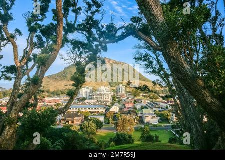 Blick auf den Mount Maunganui und die Stadt, eingerahmt von verdrehten Ästen von Pohutukawa auf dem Mount Drury, Tauranga Neuseeland. Stockfoto