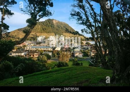 Blick auf den Mount Maunganui und die Stadt, eingerahmt von verdrehten Ästen von Pohutukawa auf dem Mount Drury, Tauranga Neuseeland. Stockfoto