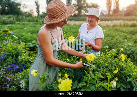 Gärtnerinnen pflücken frische gelbe Dahlien im Sommergarten mit einem Hochentaster. Schnittblumen ernten Stockfoto