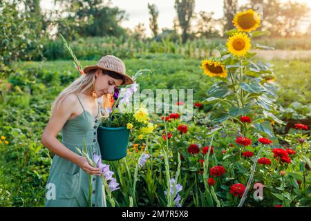 Gärtnerin, die Gladiolus in einem Eimer mit Wasser pflückt. Ernten Sie bei Sonnenuntergang im Sommergarten. Schnittblumen-Geschäft Stockfoto