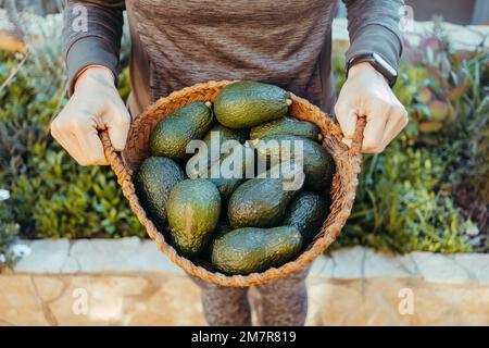 Frisch gepflückte Avocados, gesunde Fette in einer veganen Diät. Stockfoto