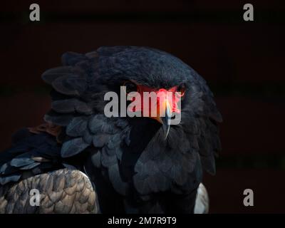 Bateleur, Captive, Bateleur Eagle (Terathopius ecaudatus), Porträt, aufmerksamer Blick, Vogelpark, Adlerwarte Berlebeck, Detmold, Norden Stockfoto