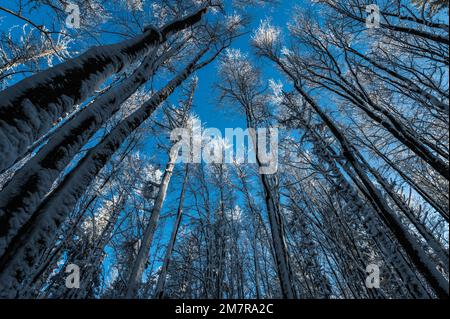 Blauer Himmel über den verschneiten Buchenbäumen (Fagus sylvatica), dem Bieszczady-Gebirge, Polen Stockfoto