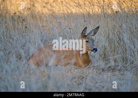 Europäischer Reh (Capreolus capreolus), weiblich, Reh, Wiese, Sommer, Hessen, Deutschland Stockfoto