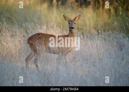 Europäischer Reh (Capreolus capreolus), weiblich, Reh, Wiese, Sommer, Hessen, Deutschland, Europa Stockfoto