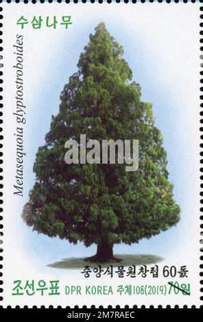 2019 nordkorea Stempelsatz. Der 60. Jahrestag der zentralen botanischen Gärten - Metasequoia glyptostroboides, Mammutbäume Stockfoto