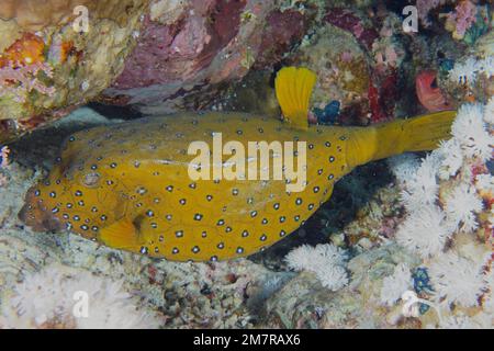 Gelber Boxfish (Ostracion cubicus), weiblich, im farbenfrohen Riff. Tauchplatz Ras Mohamed, Sinai, Ägypten, Rotes Meer Stockfoto