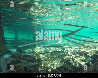 Roter Kornethai (Fistularia commersonii) unter dem Steg. Tauchplatz House Reef, Mangrove Bay, El Quesir, Rotes Meer, Ägypten Stockfoto