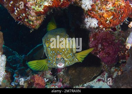 Porträt eines gelben Boxfischs (Ostracion cubicus), weiblich, in einem farbenfrohen Riff. Tauchplatz Ras Mohamed, Sinai, Ägypten, Rotes Meer Stockfoto