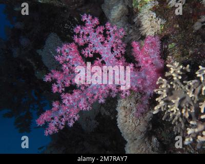 Hemprichsche Baumkorallen (Dendronephthya hemprichi) Tauchplatz Abu Fendera, Ägypten, Rotes Meer Stockfoto