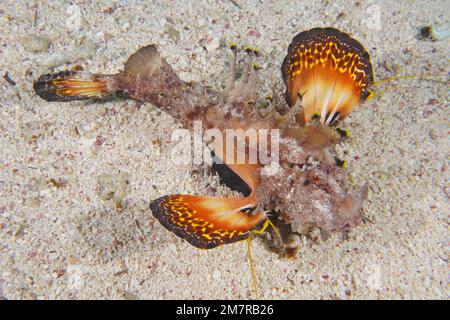 Ein walkman Filament Devilfish (Inimicus filamentosus) Devilfish warnt Feinde mit seinen leuchtend rot-orangefarbenen Flossen. Tauchplatz House Reef, Mangrove Stockfoto