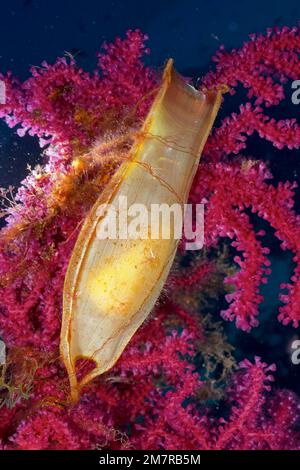 Eizellkapsel von Nursehound (Scyliorhinus stellaris) an der violeszierenden Seepeitsche (Paramuricea clavata) im Mittelmeer bei Hyères. Tauchen Stockfoto