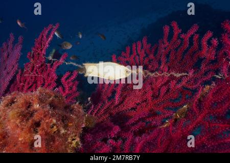 Eizellkapsel von Nursehound (Scyliorhinus stellaris) an der violeszierenden Seepeitsche (Paramuricea clavata) im Mittelmeer bei Hyères. Tauchen Stockfoto