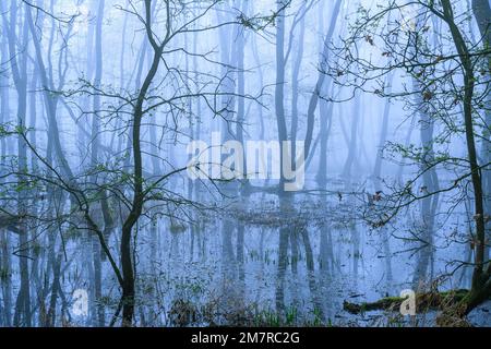 Überschwemmter Erlsumpf am Ufer des Duemmer-Sees, Wald, Baum, Flut, Lembruch, Niedersachsen, Deutschland Stockfoto