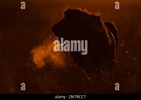 Der männliche afrikanische Löwe mit Hintergrundbeleuchtung brüllt bei Tagesanbruch in Masai Mar Stockfoto