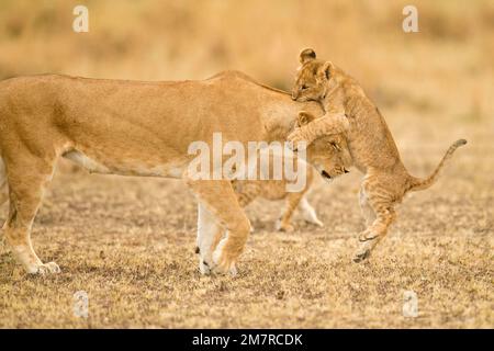 Ein afrikanisches Löwenjunges, das ihrer Mutter auf den Kopf springt, in Masai Mara, Kenia Stockfoto