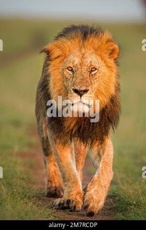 Männlicher Löwe, der auf die Kamera zugeht in Masai Mara, Kenia Stockfoto