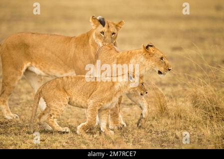 Afrikanische Löwin mit zwei erwachsenen Jungen in Masai Mara, Kenia Stockfoto