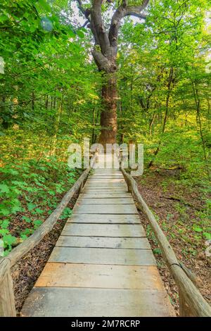 Buchenwald im Hainich-Nationalpark, UNESCO-Weltkulturerbe, Bad Langensalza, Thüringer Wald, Thüringen, Deutschland, Der Böse Langensalza Stockfoto