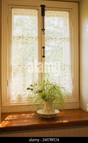 Grüne Pflanze in weißem Keramikkrug auf Fensterbank in alten rekonstruierten 1850er Jahre Blockhaus Stil. Stockfoto