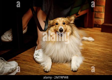 Happy shetland Sheepdog in hundefreundlicher Bar Stockfoto