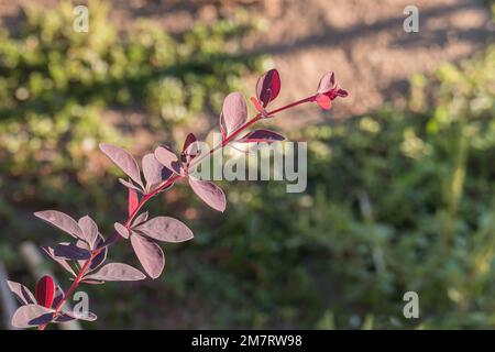 berberis thunbergii atropurpurea-Zweig im Garten an einem sonnigen Tag Stockfoto