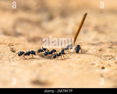 Europäische Harvester Ant, Messor barbarus, Mallorca, Spanien, Europa Stockfoto