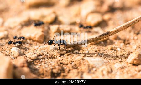 Europäische Harvester Ant, Messor barbarus, Mallorca, Spanien, Europa Stockfoto