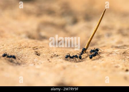 Europäische Harvester Ant, Messor barbarus, Mallorca, Spanien, Europa Stockfoto