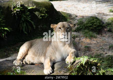 Eine Löwin, auch Löwin genannt, gehört zur Familie Felidae und ist die größte vorhandene Katzenart. Löwen sind in der Regel kleiner und weniger. Stockfoto