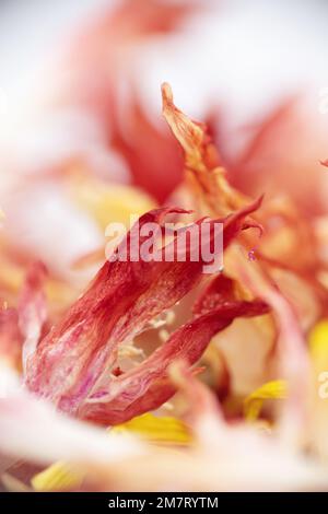 Trockene rote und gelbe Blumen. Stockfoto