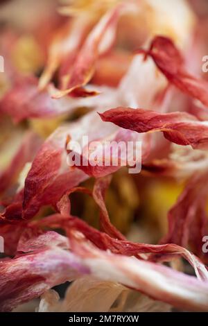 Rote und gelbe trockene Blumen. Stockfoto