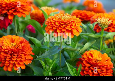 Zinnienblüten in Blüte, horizontale Komposition Stockfoto
