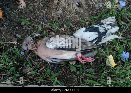 Die Überreste der toten Taube auf dem Gras. Die Leiche einer Taube, die mit Fliegen auf dem Boden lag und verwesend war. Begriff der durch Vogel p infizierten Pest Stockfoto