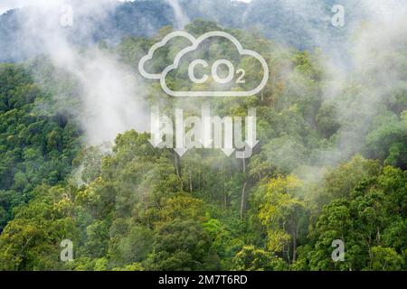 Tropische Wälder können große Mengen an Kohlendioxid aus der Atmosphäre aufnehmen. Stockfoto