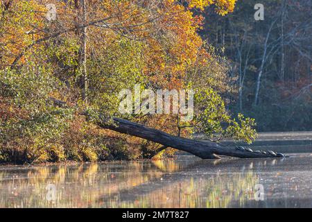 Schildkröten sonnen sich auf einem Baumstamm im See, umgeben von wunderschönem Herbstlaub. Stockfoto