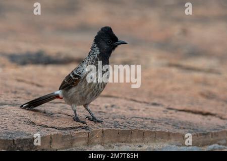 Rotes Bollwerk oder Pycnonotus cafer beobachtet in Hampi in Karnataka in Indien. Stockfoto