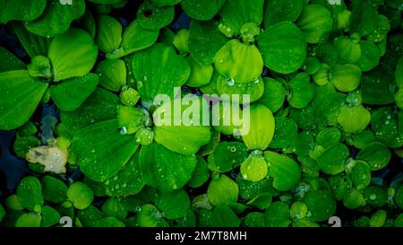 Pistia Stratiotes, die auf dem Wasser schwimmen Stockfoto