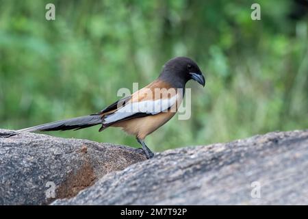 Rufous treepie (Dendrocitta vagabunda), eine auf dem indischen Subkontinent heimisch, beobachtet in Hampi in Karnataka, Indien Stockfoto