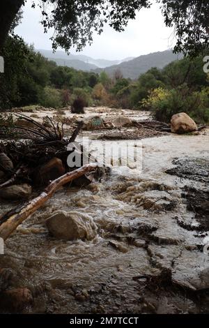 Santa Barbara, Kalifornien, USA 10. Januar 2023. Bäume, Felsen und rauschendes Wasser: Ein Schild auf einem Felsen sagt „langsam“, obwohl der sich bewegende Fluss alles andere als das ist. Dieses normalerweise trockene Flussbett ist am 10. Januar 2023 zu einem tosenden Bach geworden, nachdem die Flutkatastrophe durch den Los Padres National Forest in Santa Barbara auf der Rancho Oso Horse Ranch und dem Campingplatz gerissen wurde. Die Gegend ist den Chumash-Indianern heilig, die das Gebiet für ihre Grabstätten und Zeremonien nutzen. Filmstars wie Charlie Chaplin besuchten die Ranch zu Beginn des letzten Jahrhunderts. (Kredit: Ima Stockfoto