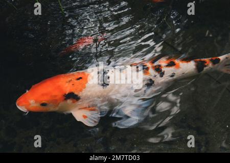 Ein Koi-Fisch, der in einem Teich im San Francisco Conservatory of Flowers schwimmt. Stockfoto