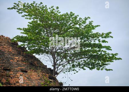 Wilde Pflanzen wachsen an der Wand des alten Backsteinofens Stockfoto