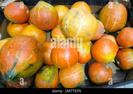 Kürbisse im Laden. Kürbisse verschiedener Sorten aus der Nähe Stockfoto