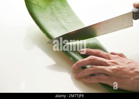 Schneiden Sie frische Aloe Vera-Bltter mit einem Messer aus nchster Nhe  Stockfotografie - Alamy