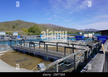 Lachsfarm im Hochland Neuseelands Stockfoto